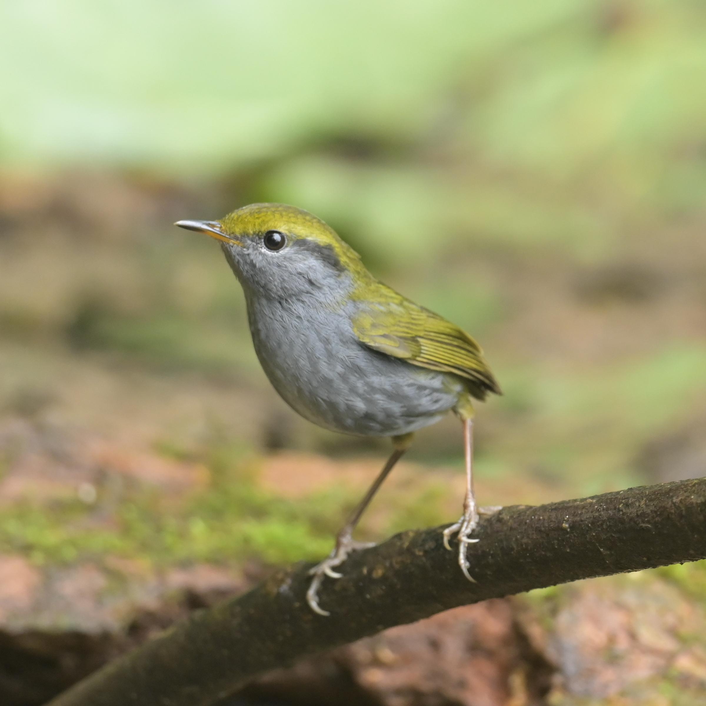 Kuan, Malaysia / Hainan and Southern China