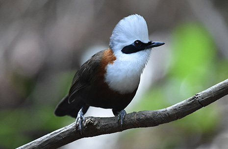 7 Days Yunnan Extension Birding Tour