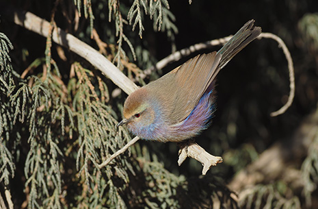 14 Days Classic Qinghai Birding Tour