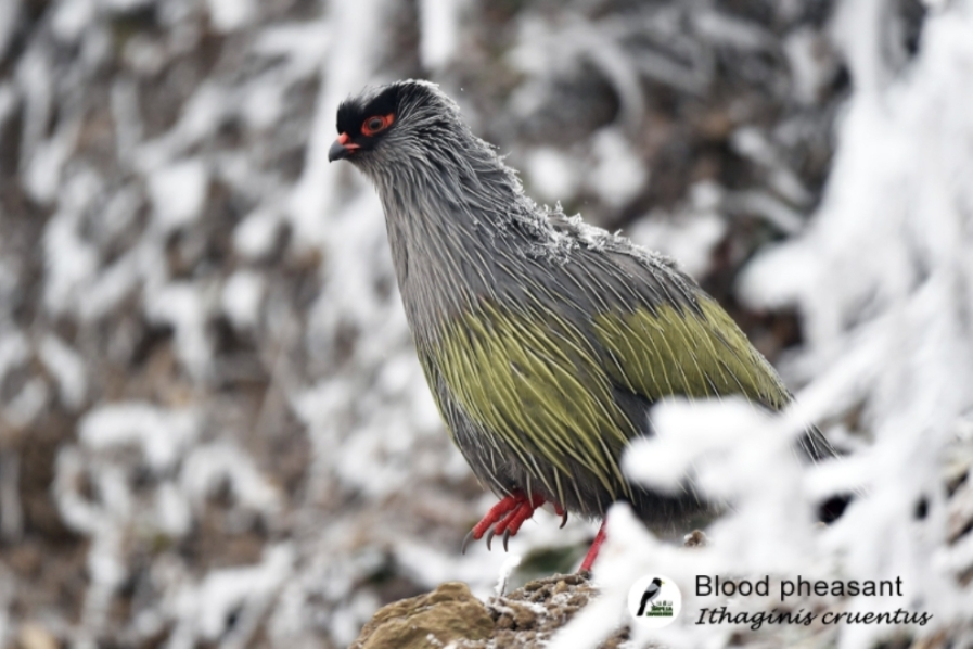 A Feathered Dawn: Birdwatching in Western Sichuan's Snow Peak