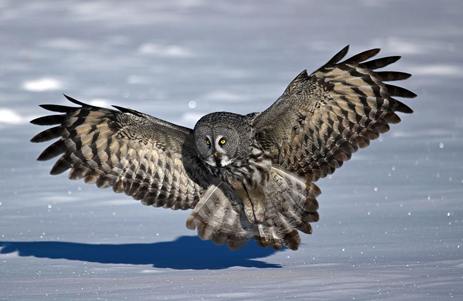 8 Days Inner Mongolia Owls Trip