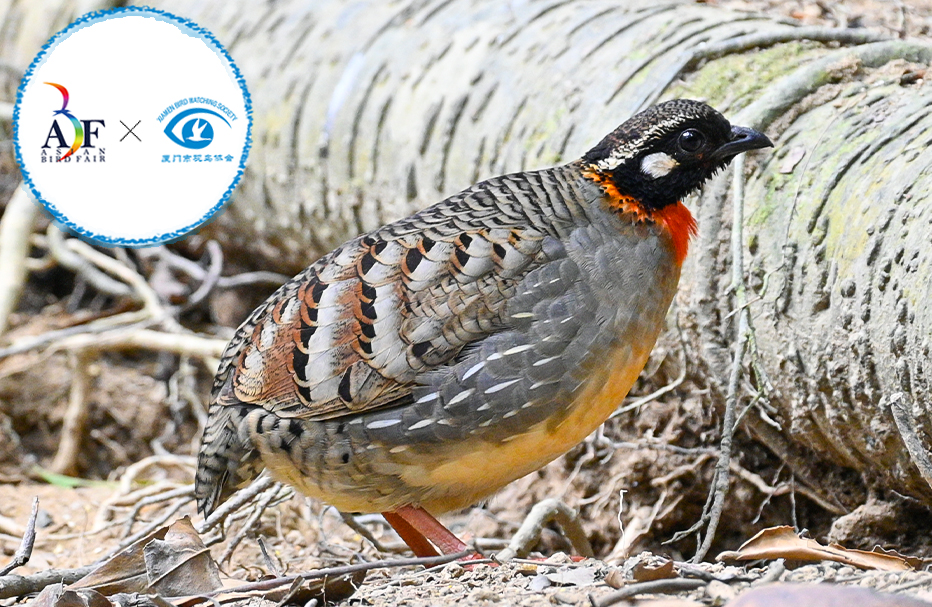 7 Days Hainan Winter Birding Tour